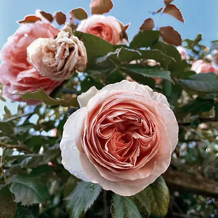 Au 3 La Cour A Tot *