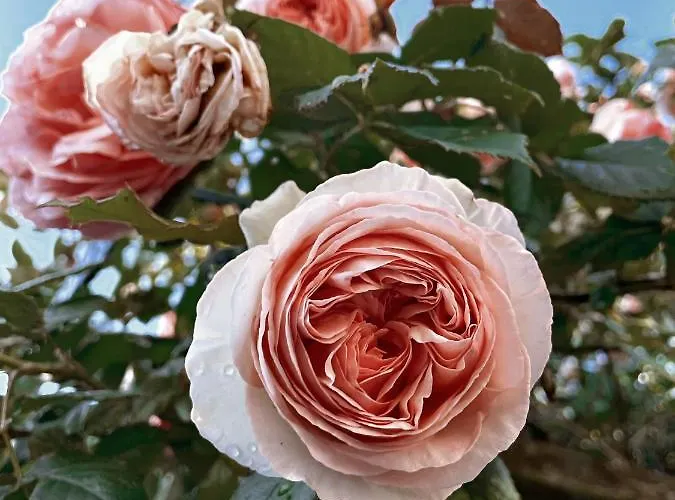 Au 3 La Cour A Tot *